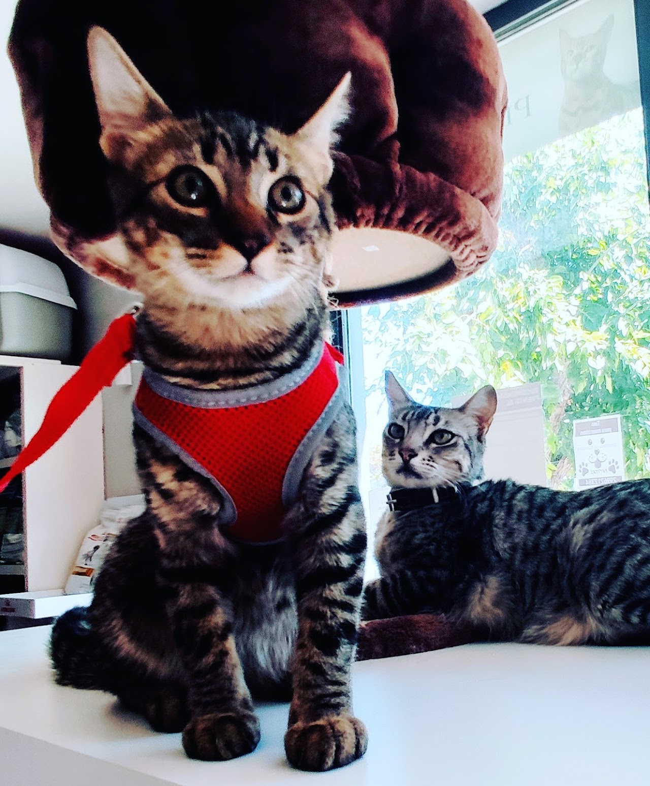 Gatitos atendidos en la sala de consultas de Pichichus Veterinaria