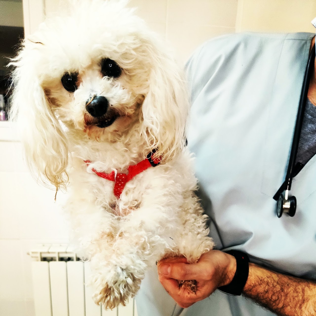 Veterinario de Pichichus atendiendo con cariño a un perro en la clínica