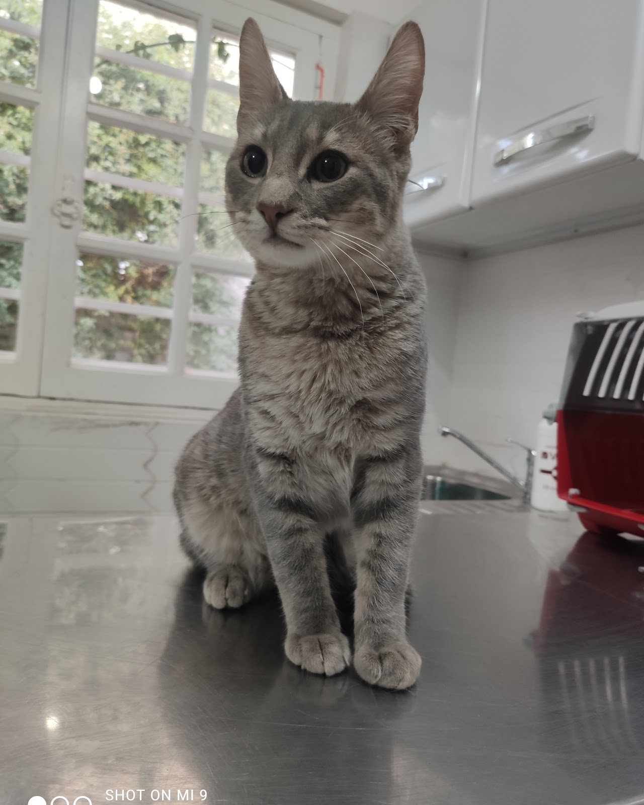 Gato en control veterinario sobre la mesa de examen